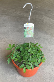 12" HB TOMATO, TRAILING