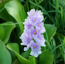 WP EICHHORNIA CRASSIPES 25'S (NO ALB)