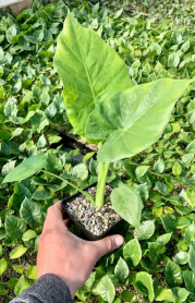 5" WP ALOCASIA CALIDORA