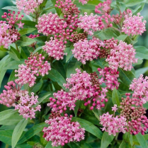 5" WP ASCLEPIAS INCARNATA ICE BALLET