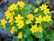 5" WP CALTHA PALUSTRIS