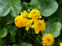 5" WP CALTHA PALUSTRIS MULTIPLEX
