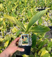 5" WP CANNA TROPICANA