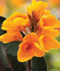 5" WP CANNA ORANGE CHOCOLATE