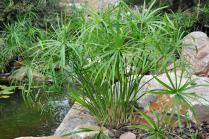 5" WP CYPERUS ALTERNIFOLIUS (NO EXPORT)