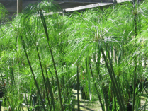 5" WP CYPERUS GIANT PAPYRUS