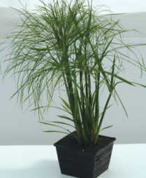 5" WP CYPERUS PERCAMENTHUS PRINCE TUT