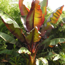 5" WP ENSETE MAURELII