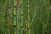 5" WP EQUISETUM JAPONICA (NO EXPORT)