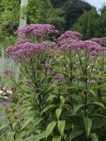 5" WP EUPATORIUM DUBIUM BABY JOE