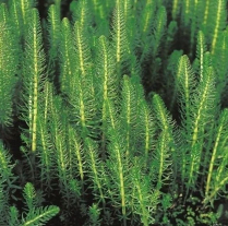 5" WP HIPPURIS VULGARIS