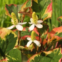 5" WP HOUTTUYNIA CORD. VARIEGATA