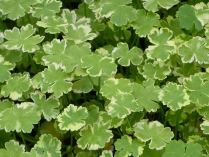 5" WP HYDROCOTYLE GREEN