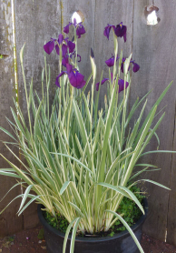 5" WP IRIS ENSATA VARIEGATA