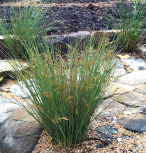 5" WP JUNCUS CARMENS GREY