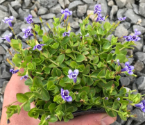 5" WP LINDERNIA GRANDIFLORA