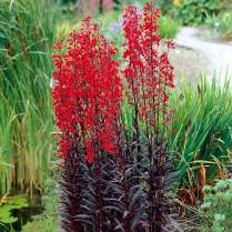 5" WP LOBELIA CARDINALIS, QUEEN VICTORIA (NO EXPORT)