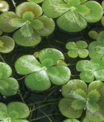 5" WP MARSILEA MUTICA