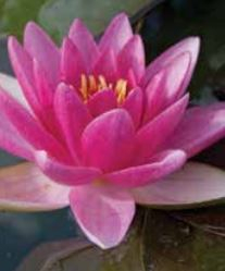 5" WP NYMPHAEA CHARLES DE MEURVILLE