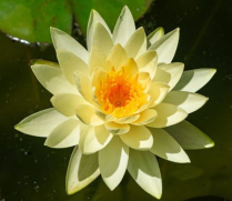 5" WP NYMPHAEA MARLIACEA CHROMATELLA