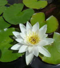 5" WP NYMPHAEA ALBIDA