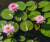 5" WP NYMPHAEA WILFRON GONNERE