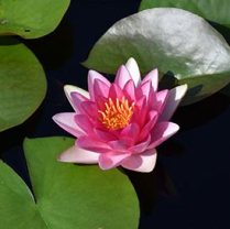 5" WP NYMPHAEA ATTRACTION