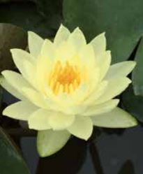 5" WP NYMPHAEA JOEY TOMOCIK