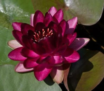 5" WP NYMPHAEA PERRYS ALMOST BLACK
