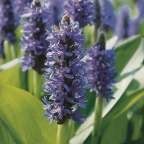 5" WP PONTEDERIA CORDATA, PURPLE