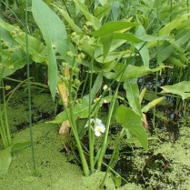 5" WP SAGITTARIA LATIFOLIA