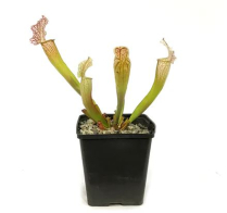 5" WP SARRACENIA VELVET (NO EXPORT)