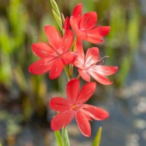 5" WP SCHIZOSTYLIS COCCINEA (NO EXPORT)