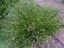 5" WP SCIRPUS CERNUUS