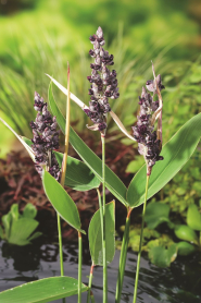 5" WP THALIA DEALBATA