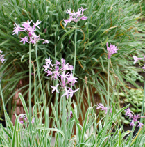5" WP TULBAGHIA VIOLACEA VARIEGATA