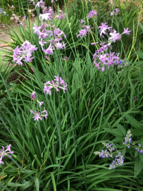 5" WP TULBAGHIA VIOLACEA GREEN