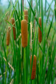 5" WP TYPHA GRACILIS