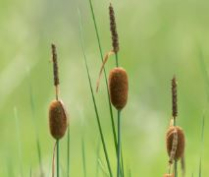 5" WP TYPHA MINIMA