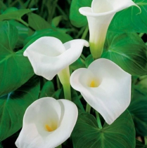 5" WP ZANTEDESCHIA VARIEGATED WHITE GIANT