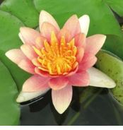 8" WP NYMPHAEA AURORA MINI