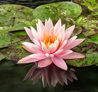8" WP NYMPHAEA COLORADO