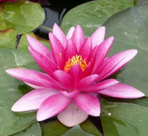8" WP NYMPHAEA CHARLES DE MEURVILLE