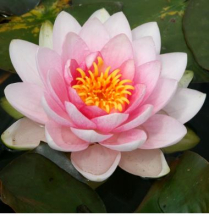 8" WP NYMPHAEA HOLLANDIA