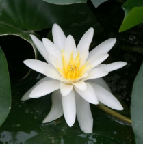 8" WP NYMPHAEA ALBIDA