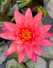 8" WP NYMPHAEA WANVISA