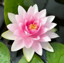 8" WP NYMPHAEA WILFRON GONNERE