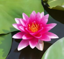 8" WP NYMPHAEA ATTRACTION