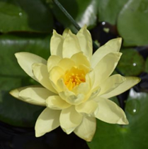 8" WP NYMPHAEA JOEY TOMOCIK