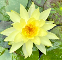 8" WP NYMPHAEA MARLIACEA CHROMATELLA